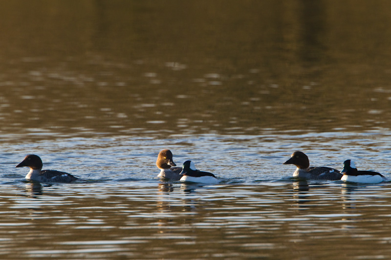 Common Goldeneye And Buffleheads